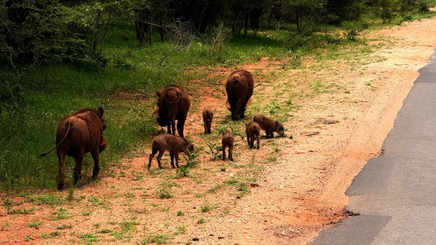 0 Bedroom Property for Sale in Hoedspruit Wildlife Estate Limpopo