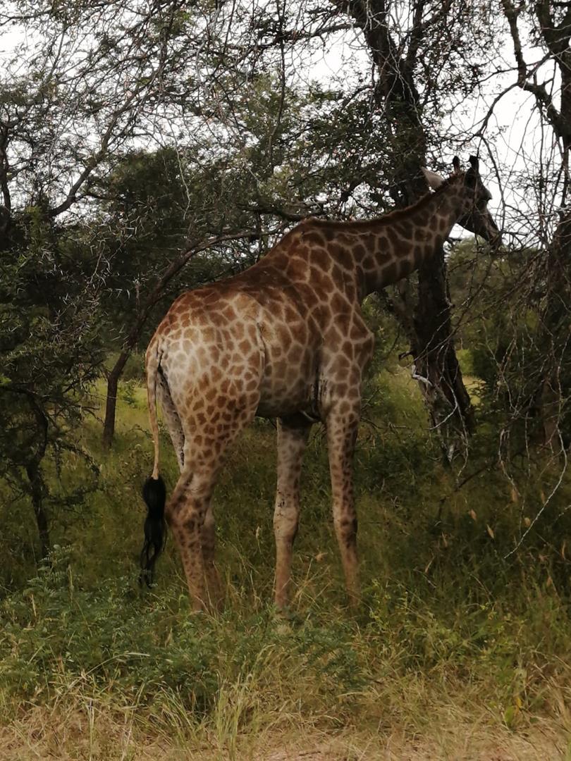 0 Bedroom Property for Sale in Limpopodraai Limpopo