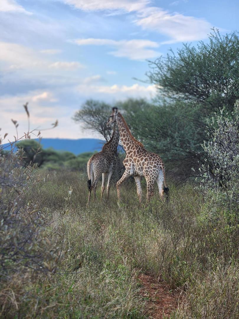 0 Bedroom Property for Sale in Koedoeskop Limpopo