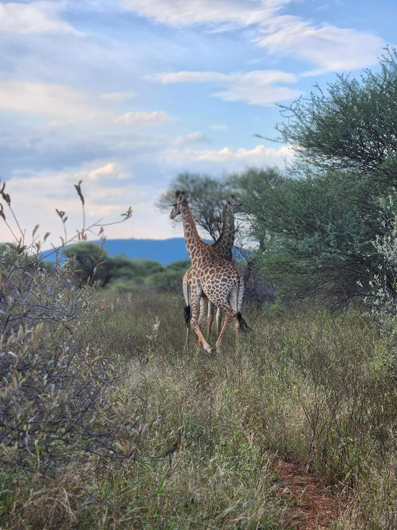 0 Bedroom Property for Sale in Koedoeskop Limpopo