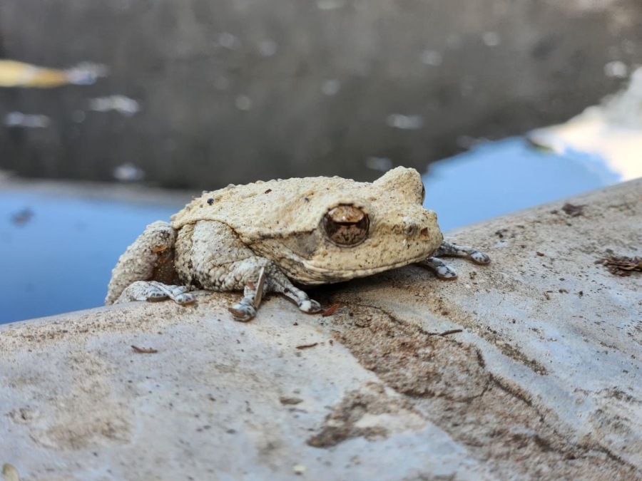 0 Bedroom Property for Sale in Koedoeskop Limpopo