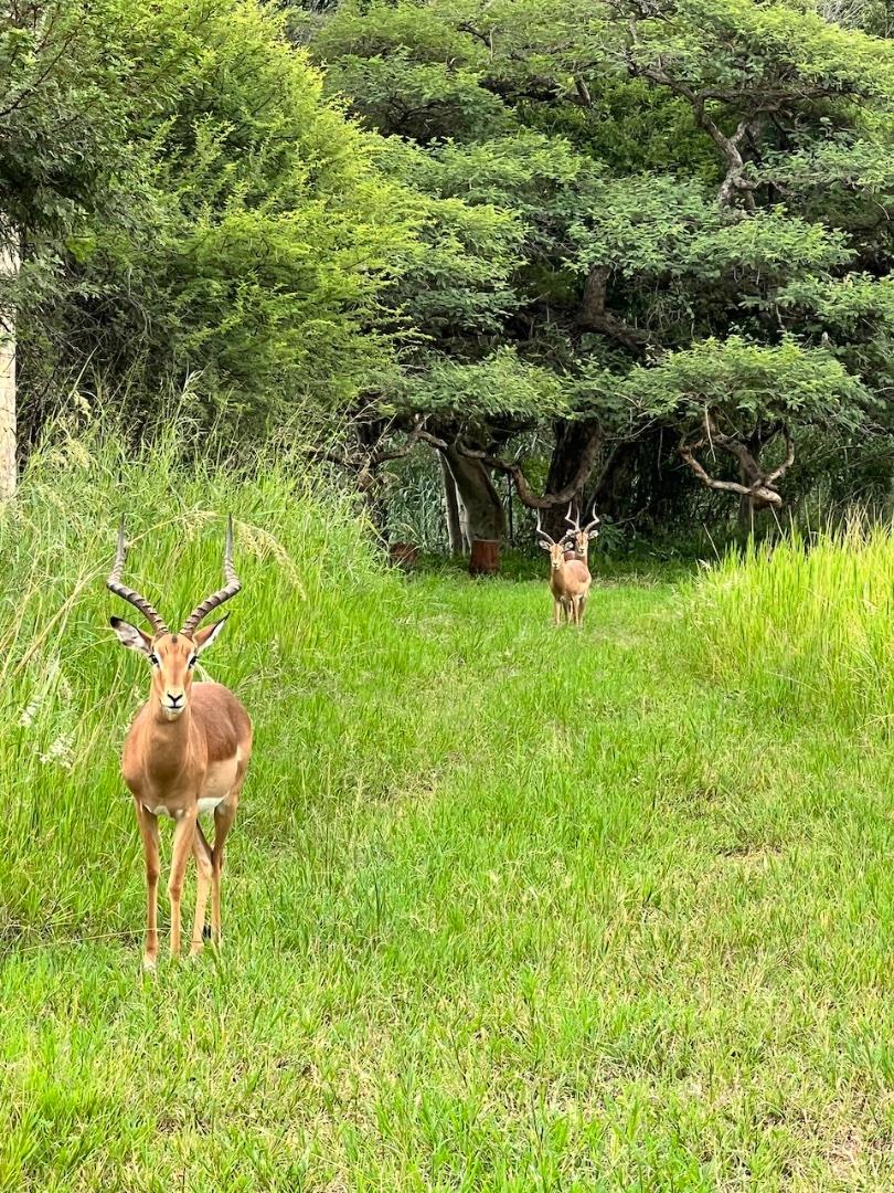 0 Bedroom Property for Sale in Burgersfort Limpopo
