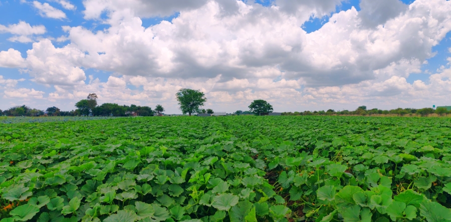 Commercial Property for Sale in Bela Bela Limpopo