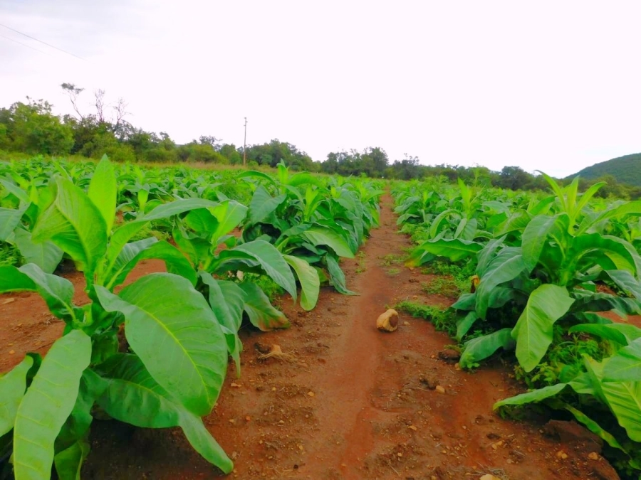Commercial Property for Sale in Modimolle Limpopo