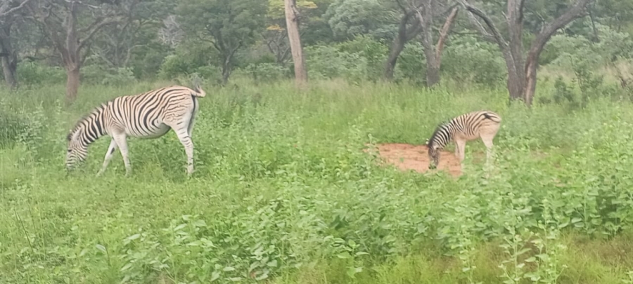 4 Bedroom Property for Sale in Vaalwater Limpopo