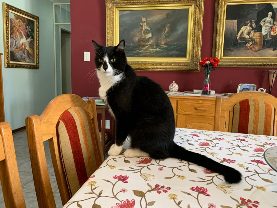 Commercial Property for Sale in Vaalwater Limpopo