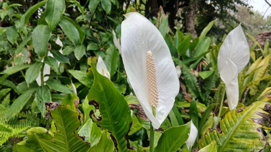 Commercial Property for Sale in Vaalwater Limpopo