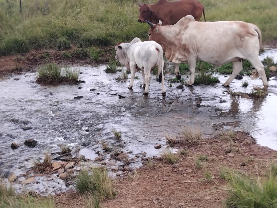  Bedroom Property for Sale in Modimolle Limpopo
