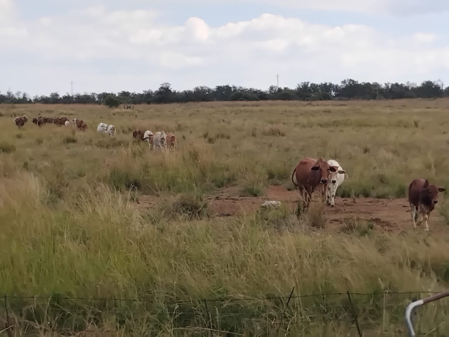  Bedroom Property for Sale in Modimolle Limpopo