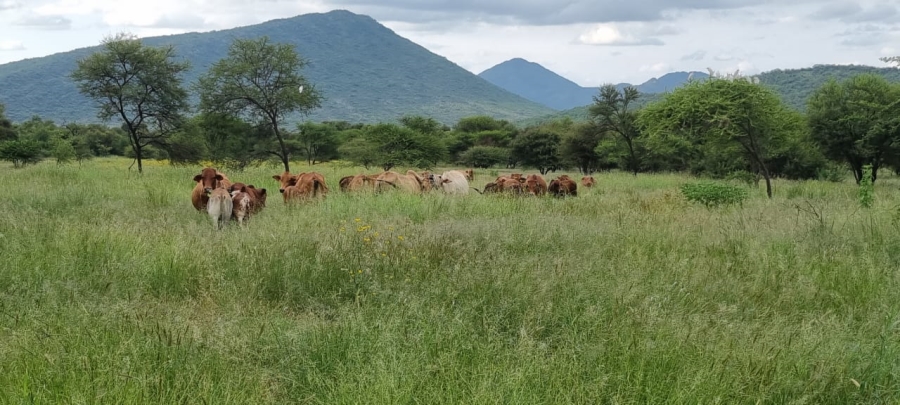 12 Bedroom Property for Sale in Mahwelereng Limpopo