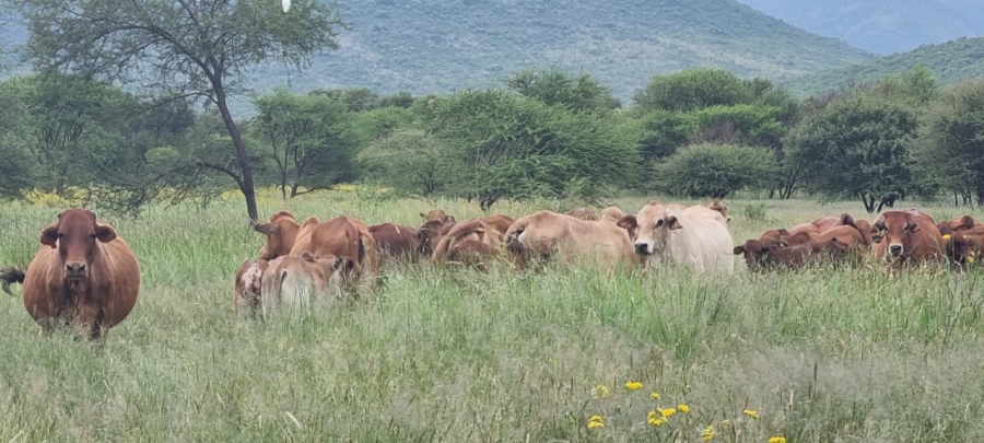 12 Bedroom Property for Sale in Mahwelereng Limpopo