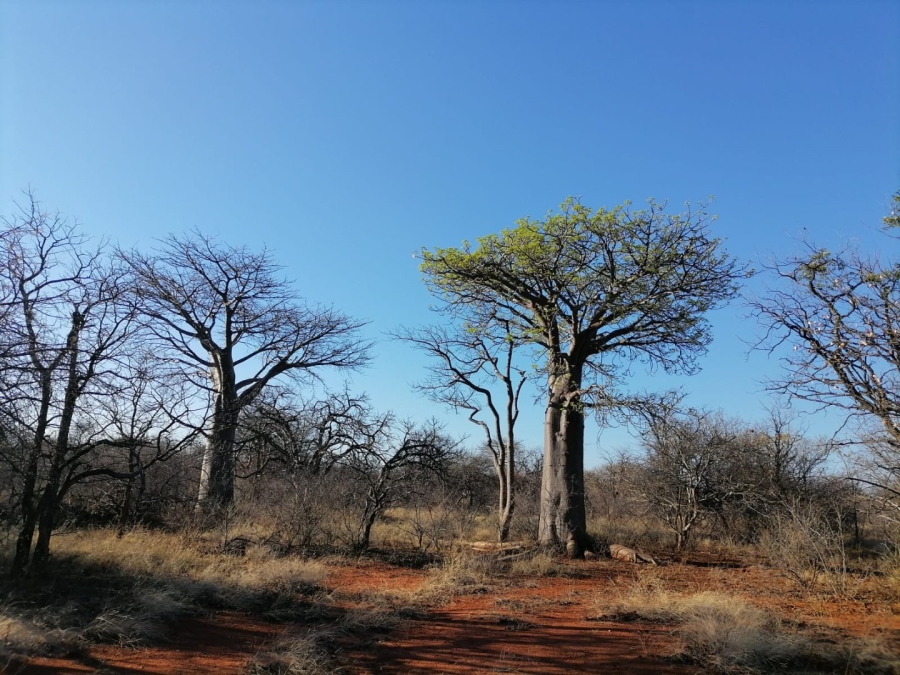 3 Bedroom Property for Sale in Musina Limpopo