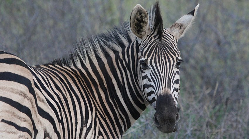  Bedroom Property for Sale in Zwartkloof Private Game Reserve Limpopo
