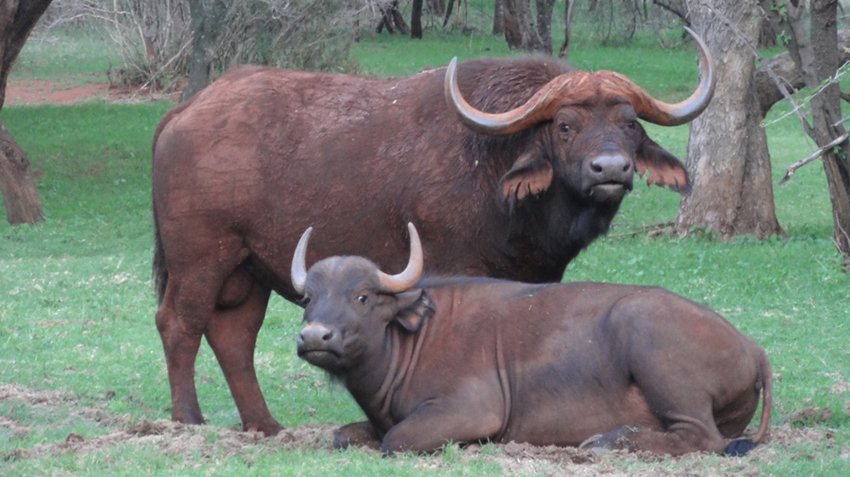  Bedroom Property for Sale in Zwartkloof Private Game Reserve Limpopo