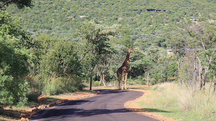  Bedroom Property for Sale in Zwartkloof Private Game Reserve Limpopo