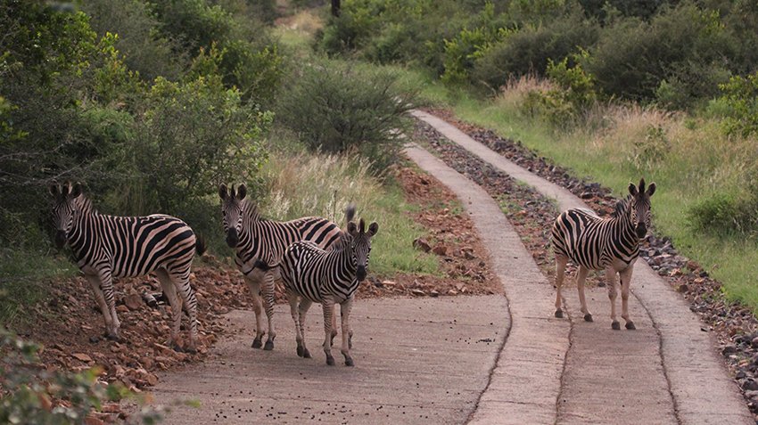  Bedroom Property for Sale in Zwartkloof Private Game Reserve Limpopo