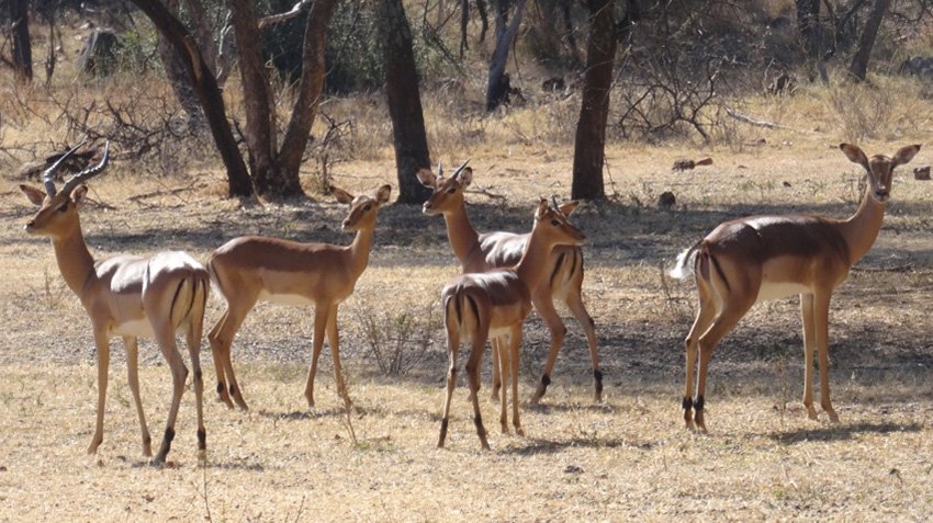  Bedroom Property for Sale in Zwartkloof Private Game Reserve Limpopo