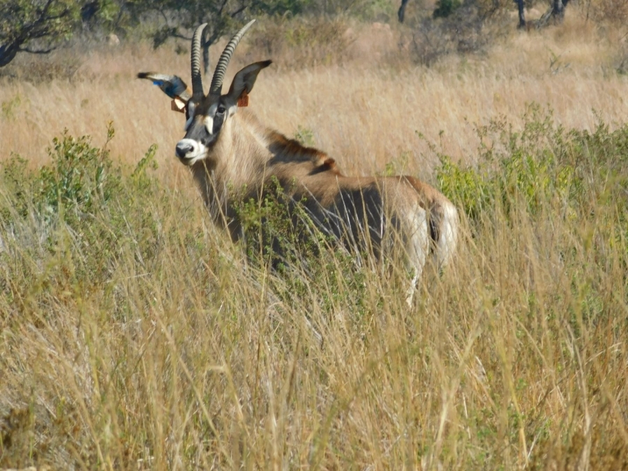  Bedroom Property for Sale in Modimolle Limpopo