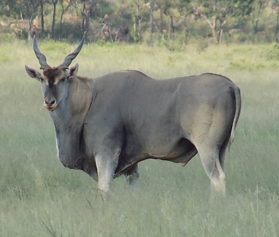  Bedroom Property for Sale in Modimolle Limpopo