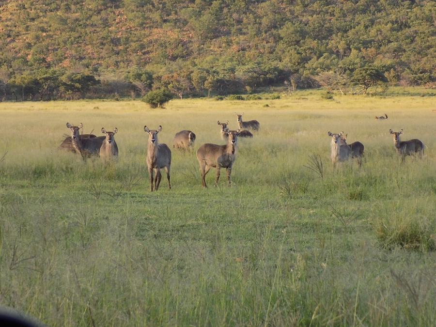  Bedroom Property for Sale in Modimolle Limpopo