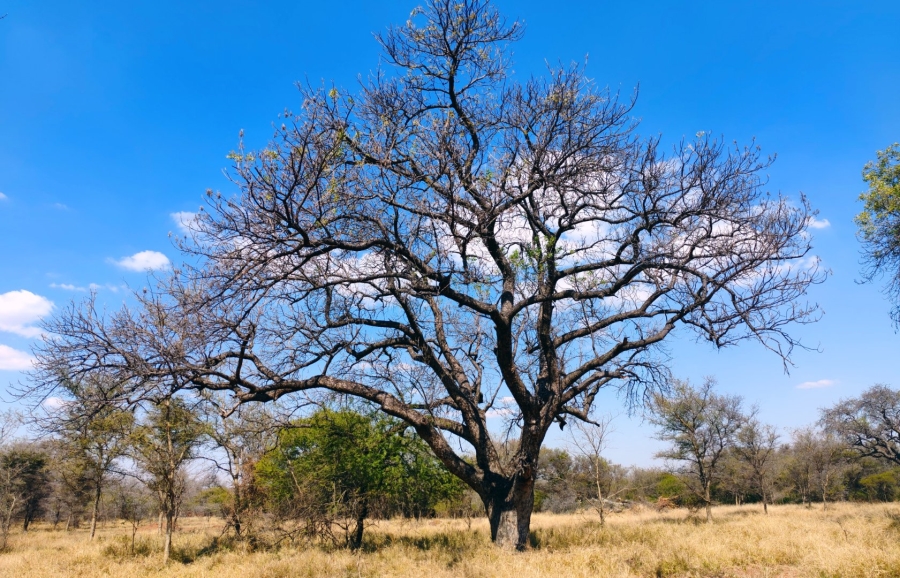 4 Bedroom Property for Sale in Bela Bela Limpopo