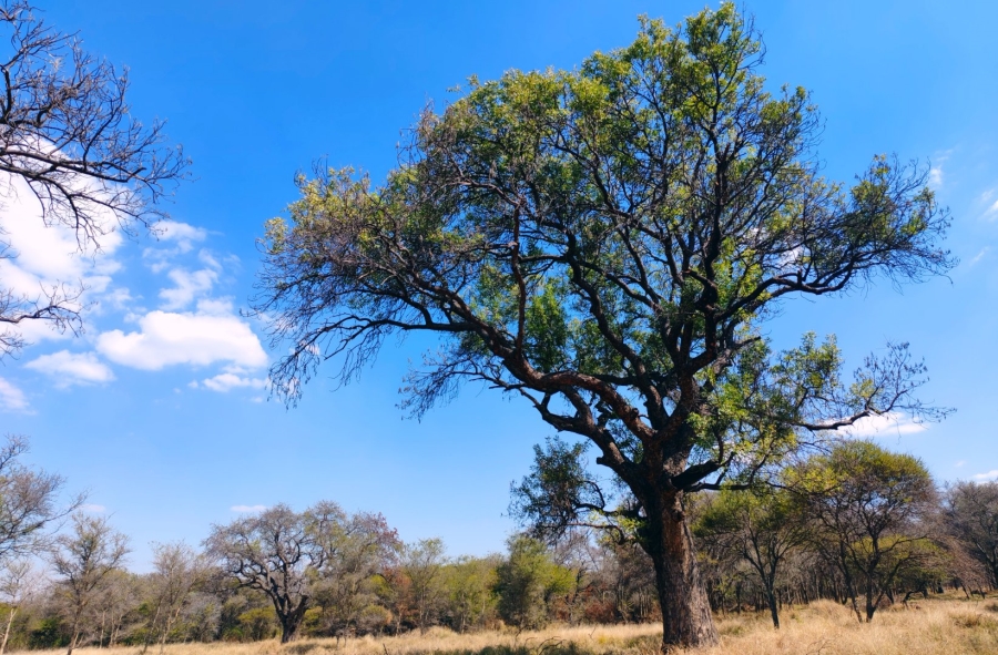 4 Bedroom Property for Sale in Bela Bela Limpopo