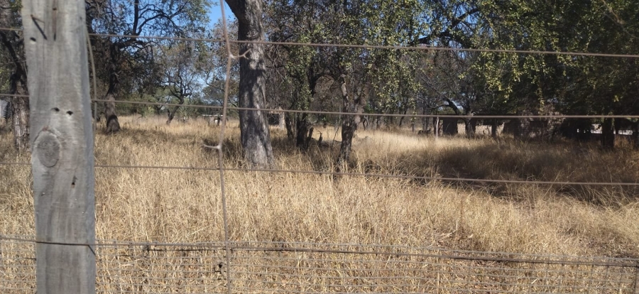  Bedroom Property for Sale in Phalaborwa Limpopo