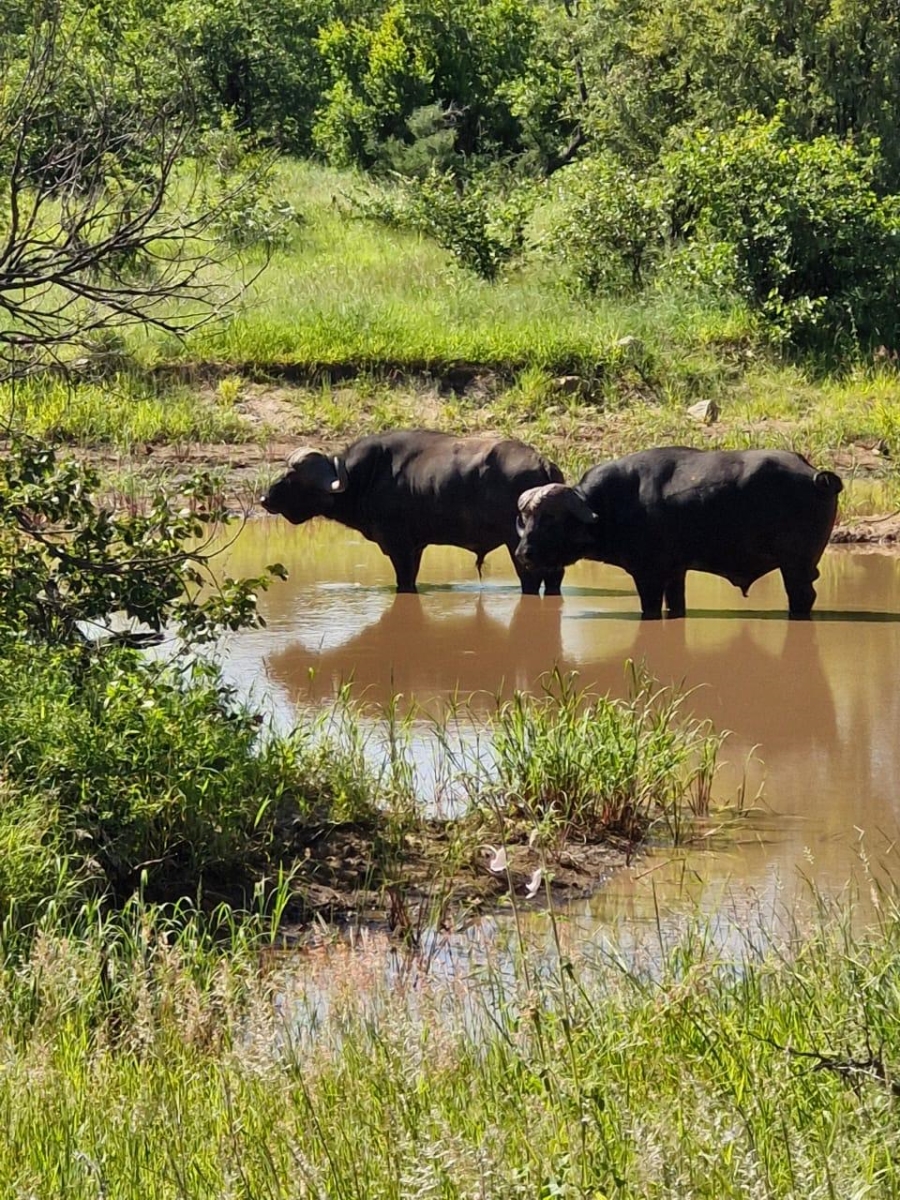 3 Bedroom Property for Sale in Grietjie Private Nature Reserve Limpopo
