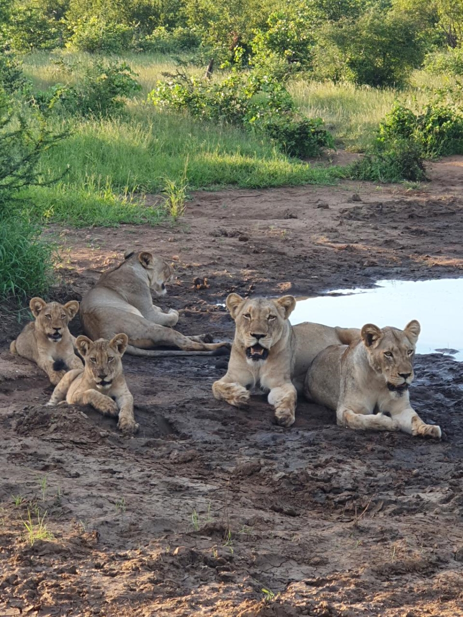 3 Bedroom Property for Sale in Grietjie Private Nature Reserve Limpopo