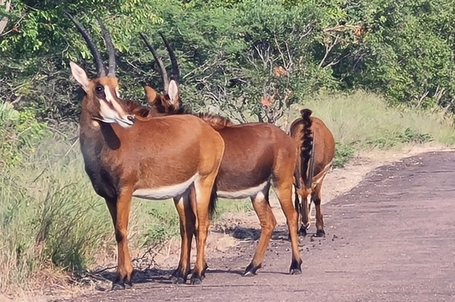 0 Bedroom Property for Sale in Intaba Indle Wilderness Estate Limpopo