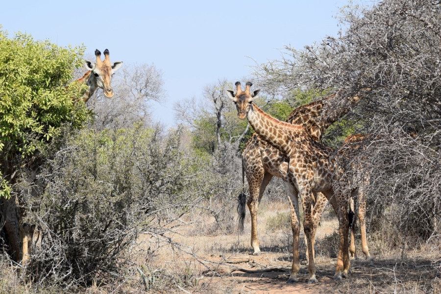 3 Bedroom Property for Sale in Hoedspruit Wildlife Estate Limpopo