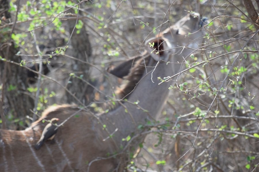 3 Bedroom Property for Sale in Hoedspruit Wildlife Estate Limpopo