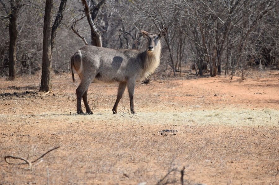 3 Bedroom Property for Sale in Hoedspruit Wildlife Estate Limpopo