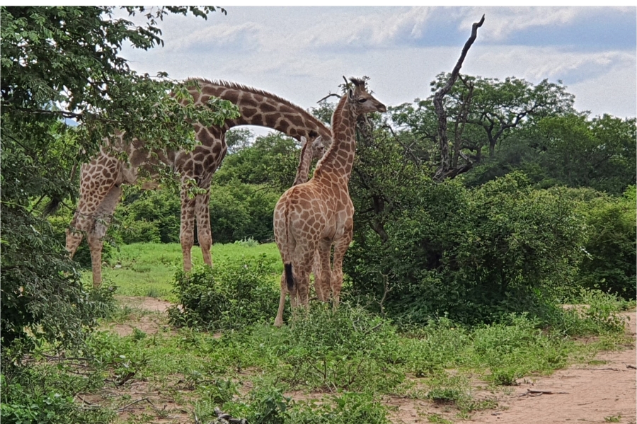 3 Bedroom Property for Sale in Blyde Wildlife Estate Limpopo