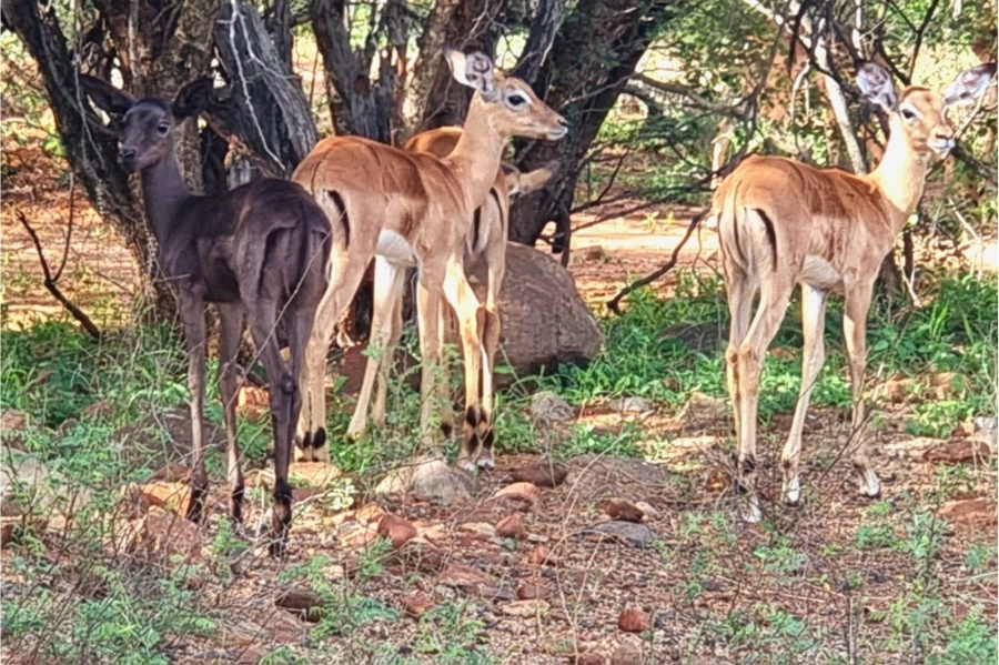 3 Bedroom Property for Sale in Blyde Wildlife Estate Limpopo