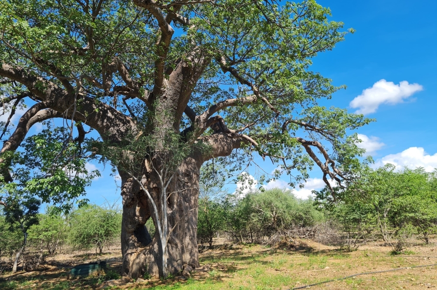 4 Bedroom Property for Sale in Mopane Limpopo