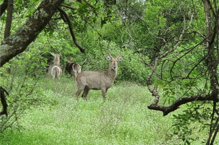 0 Bedroom Property for Sale in Moditlo Wildlife Estate Limpopo