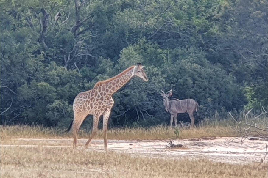 0 Bedroom Property for Sale in Moditlo Wildlife Estate Limpopo