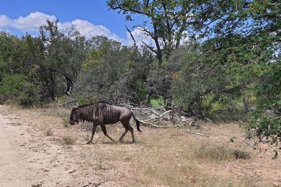 0 Bedroom Property for Sale in Moditlo Wildlife Estate Limpopo