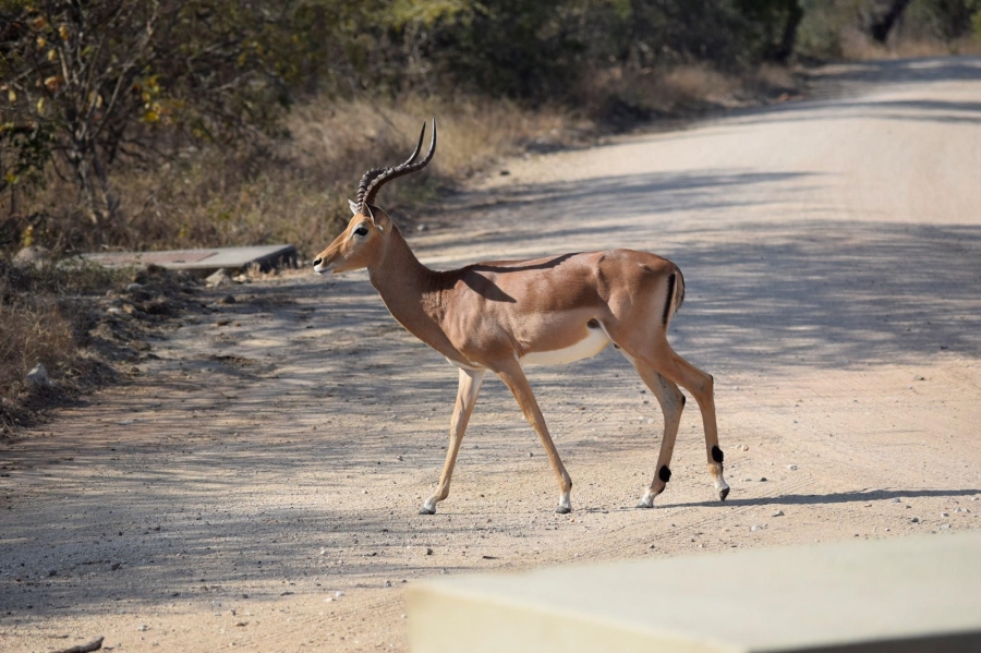 0 Bedroom Property for Sale in Moditlo Wildlife Estate Limpopo