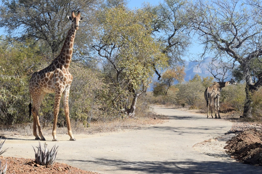 0 Bedroom Property for Sale in Moditlo Wildlife Estate Limpopo