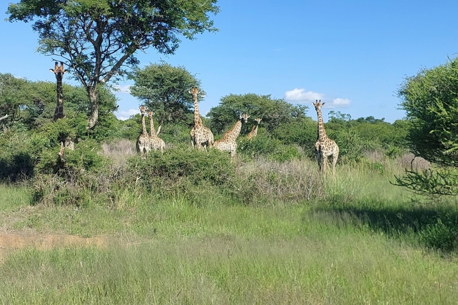 0 Bedroom Property for Sale in Ditholo Wildlife Estate Limpopo