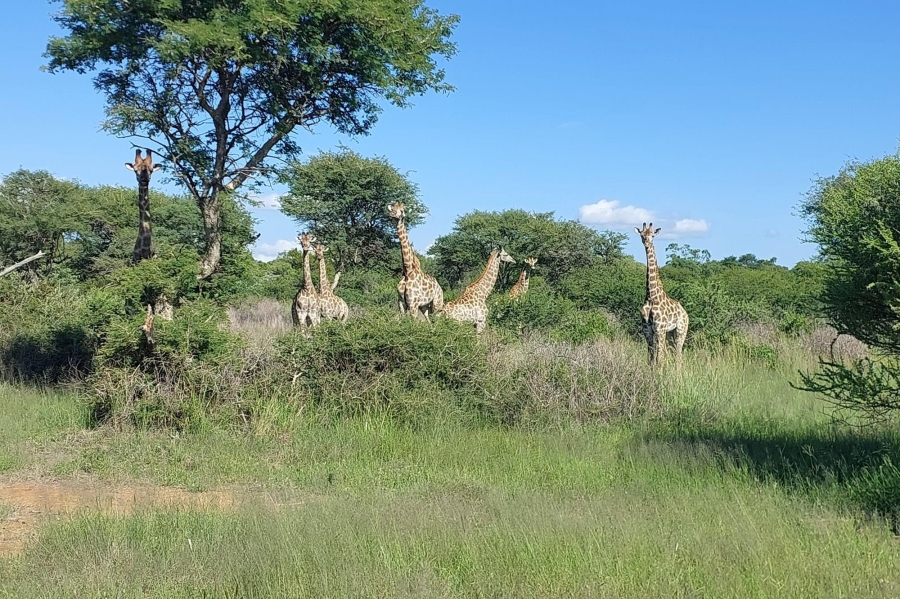 0 Bedroom Property for Sale in Ditholo Wildlife Estate Limpopo