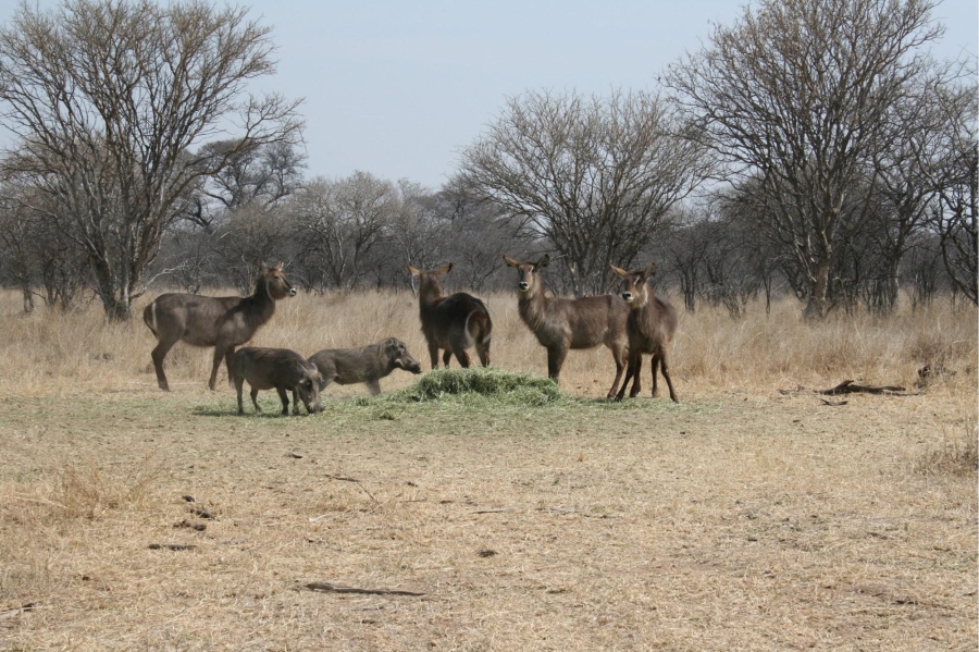 0 Bedroom Property for Sale in Ditholo Wildlife Estate Limpopo