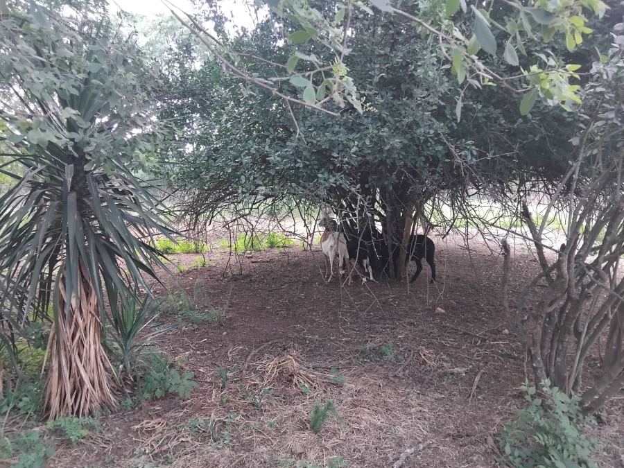 4 Bedroom Property for Sale in Dalmada A H Limpopo