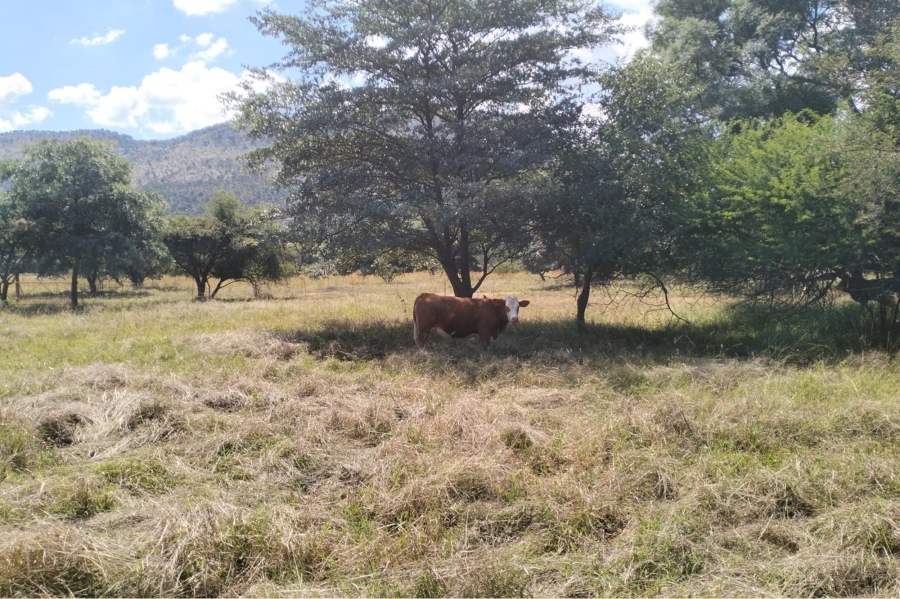 14 Bedroom Property for Sale in Maribashoek AH Limpopo