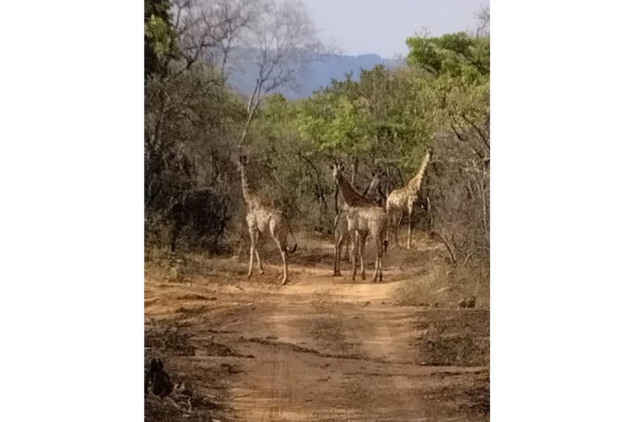 12 Bedroom Property for Sale in Mookgopong Limpopo