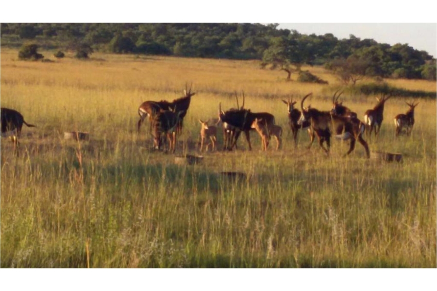 12 Bedroom Property for Sale in Mookgopong Limpopo