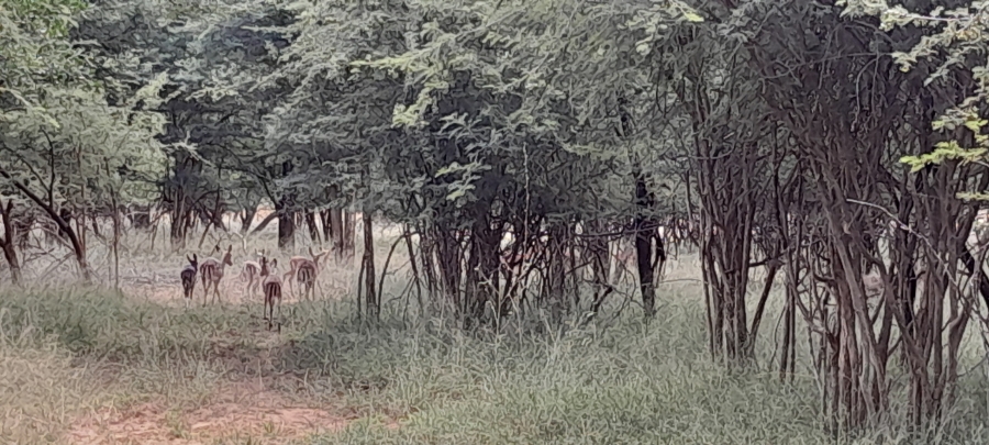 3 Bedroom Property for Sale in Mokopane Rural Limpopo
