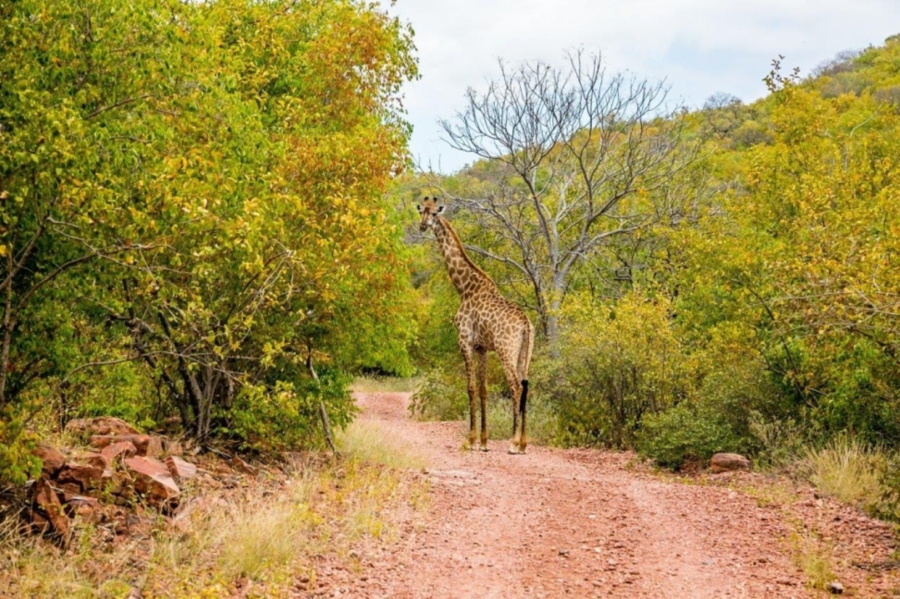 Commercial Property for Sale in Vaalwater Limpopo